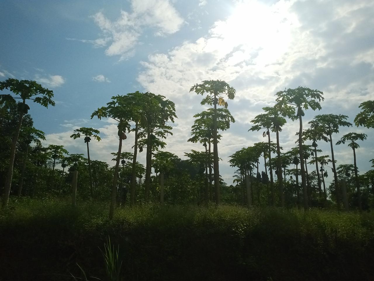 KEBUN PEPAYA